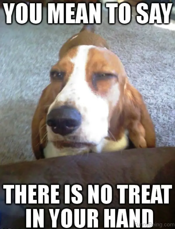 A Basset Hound standing on the floor behind the couch with its suspicious face photo with text - You meant to say there is no treat in your hand