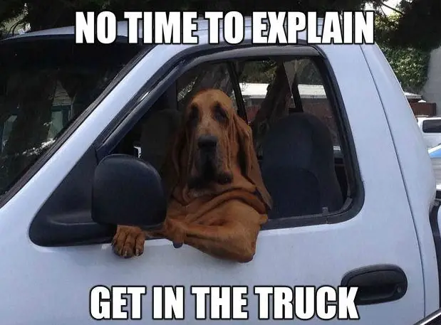 A dog sitting in the drivers sit with its elbows on the window photo with text - Not time to explain get in the truck