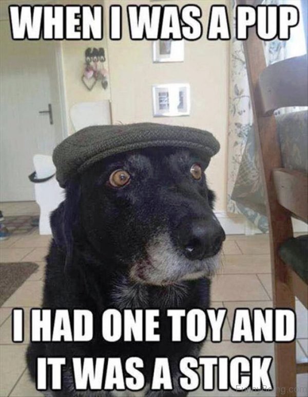 A Border Collie wearing a hat with its wide eyes photo with text - When I was a pup I had one toy and it was a stick