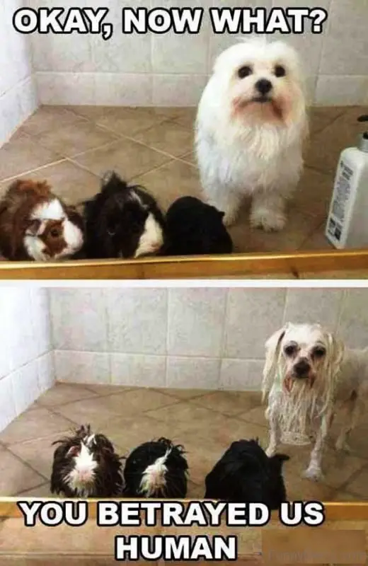 photo of white shih Tzu and three rabbits standing in the bathroom before and after taking a bath with text - Okay, now what? -You betrayed us human