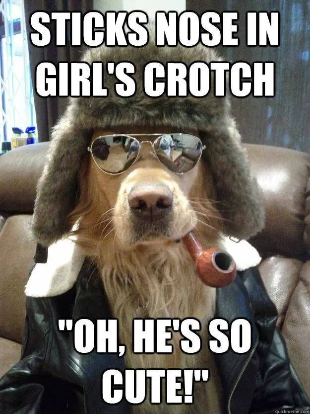 a golden retriever dog wearing a winter outfit with a pipe in its mouth while sitting on the couch photo with text - Sticks nose in girl's crotch - oh he's so cute!