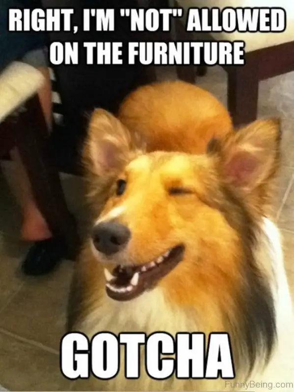 a dog standing on the floor while winking and smiling photo with a text 
