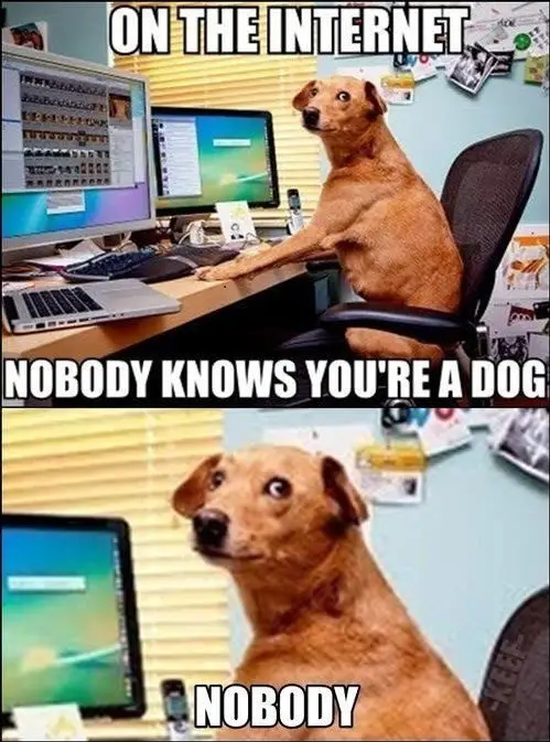 A dog sitting in the office while staring on the side photo with text - on the internet nobody knows you're a dog, nobody.