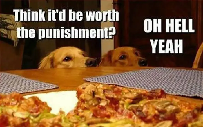 two golden retrievers peeking at the pizza on top of the table photo with text - Think it'd be worth the punishment? Oh hell yeah