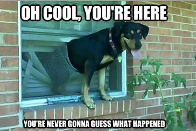 a rottweiler getting through the hole in the window photo with a text 