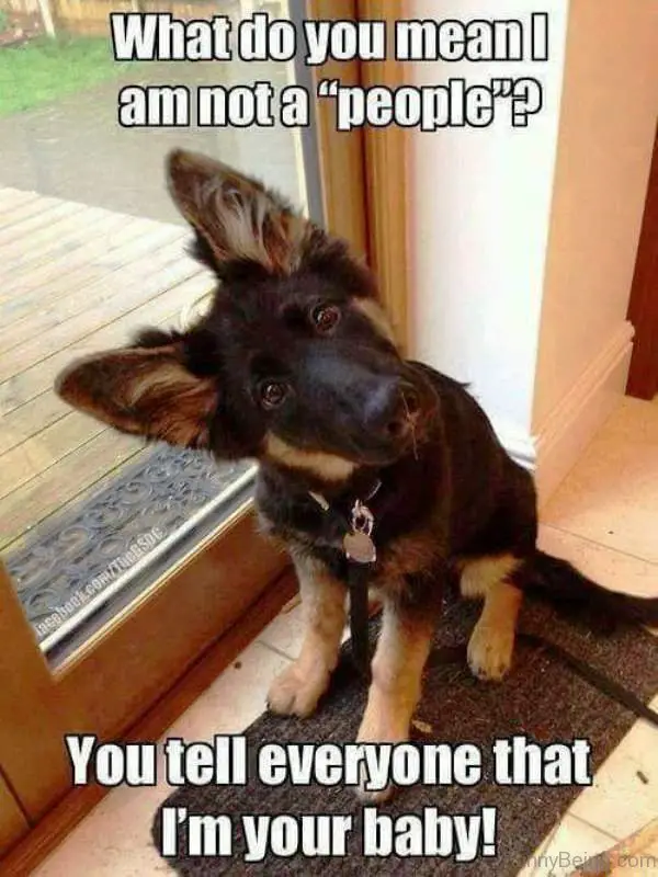 German Shepherd puppy sitting by the front door while tilting its head photo with a text - What do you mean I am not a people, you call me your baby 