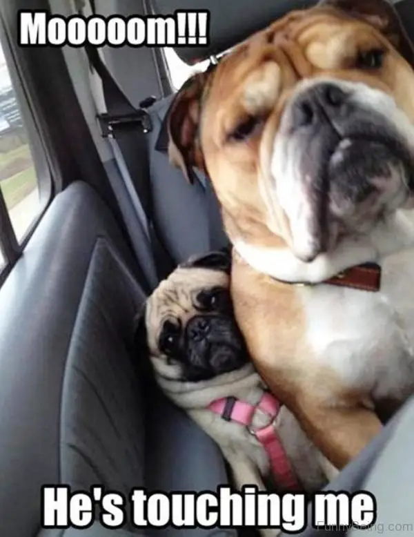 a pug squeezed inside the car next to a Bulldog photo with a text 