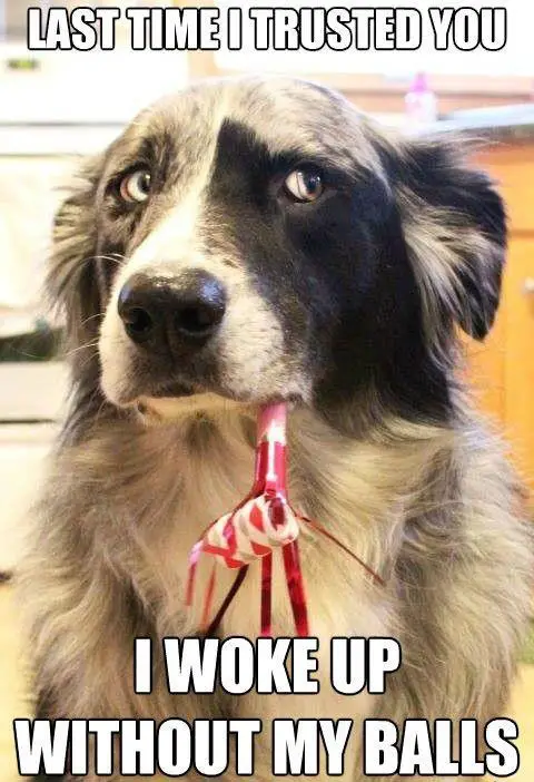 a border collie staring suspiciously on the side with a small trumpet in its mouth photo with text - Last time I trusted you I woke up without my balls