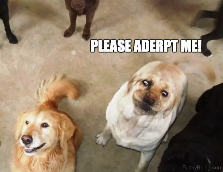 a dog with a funny face sitting on the floor next to another dog photo with a text 