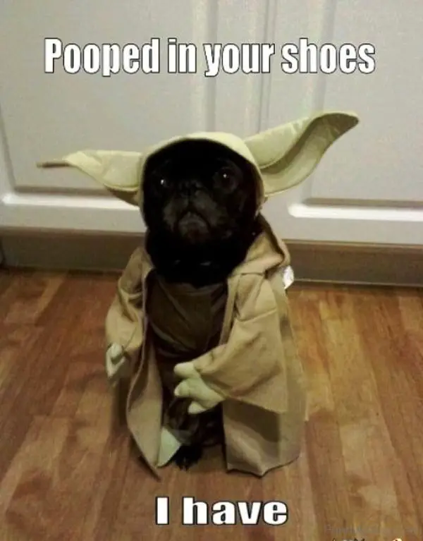 Pug in a yoda costume sitting on the floor photo with a text 