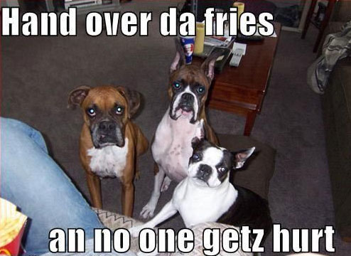 three dogs sitting on the floor with their serious and begging faces photo with text - Hand over da fries. an no one getz hurt