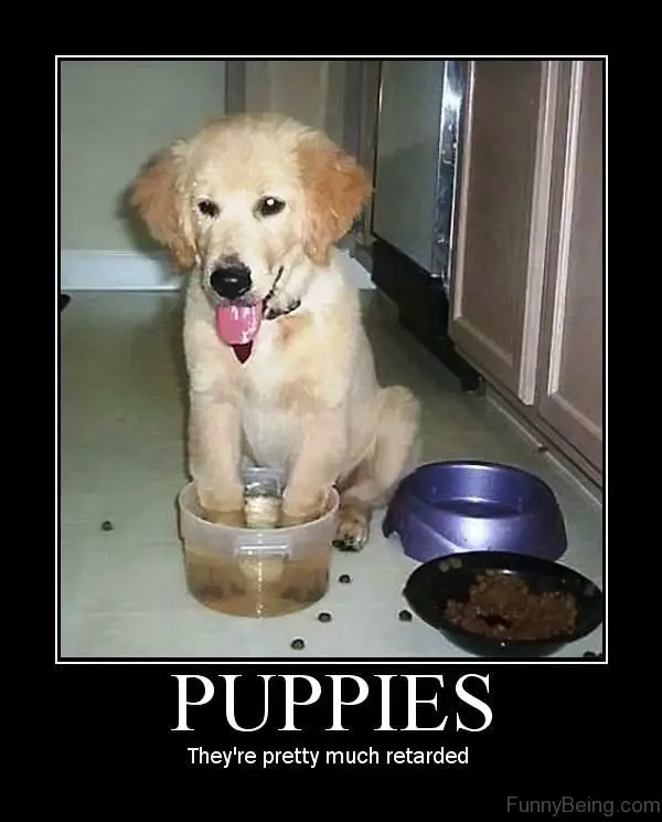 a golden retriever puppy sitting on the floor with its paws in a bowl with water photo with caption 