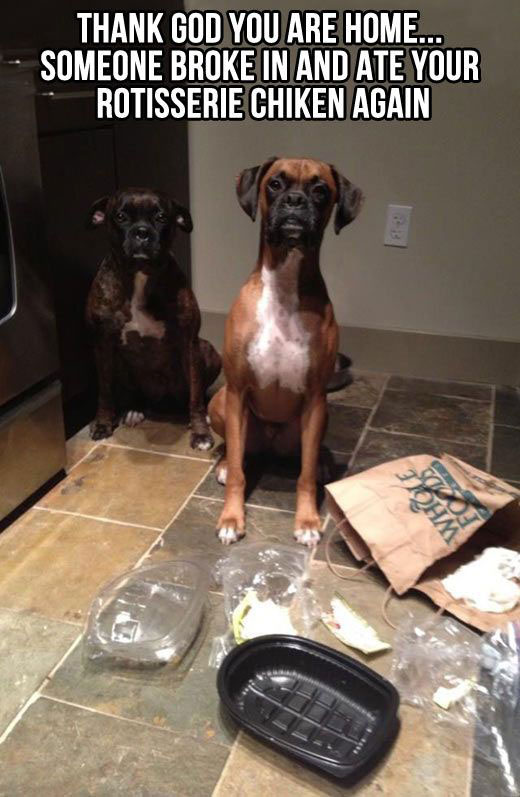 two boxer dog sitting on the floor with fallen and eaten food tray photo with text - Thank god you are home, someone broke in and ate your rottiserrie chiken again