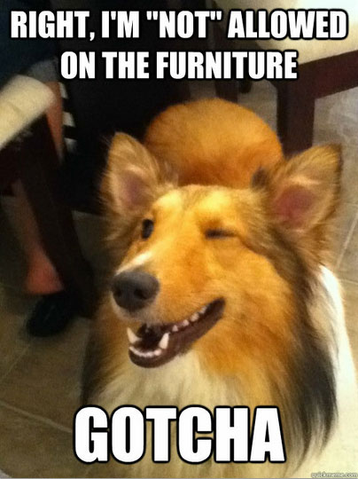 A dog standing on the floor while smiling and winking photo with text - Right, I'm not allowed on the furniture gotcha