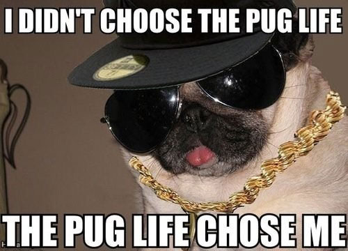 A pug wearing a hat, sunglasses, and gold chain necklace photo with text - I didn't choose the pug life, the pug life chose me
