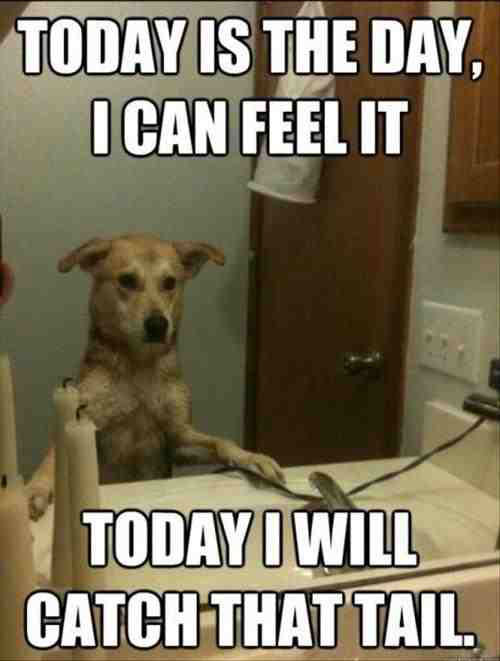 A dog leaning towards the sink and staring at itself in the mirror photo with text - Today is the day, I can feel it. Today I will cat that tail
