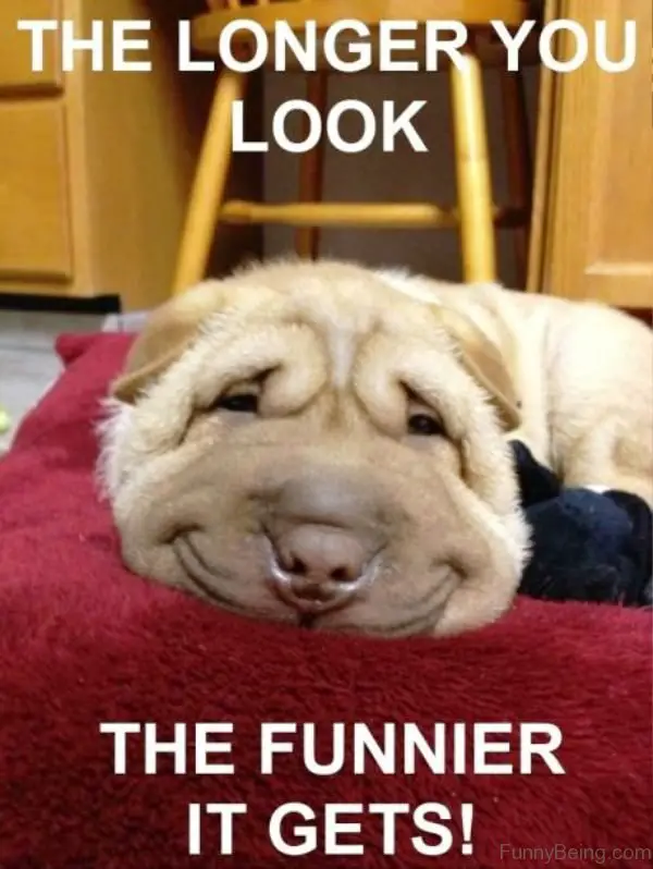 funny smiling face of a Sharpei lying on its bed photo with text - The longer you look the funnier it gets!