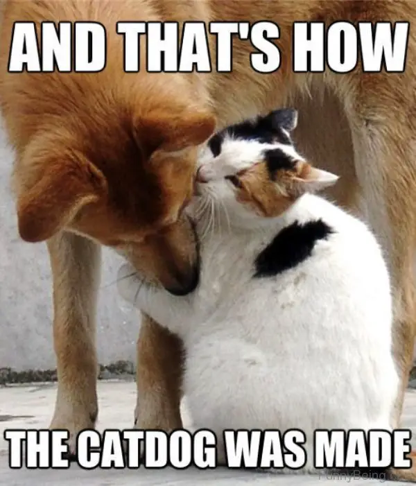 Cat hugging the arms of a Dog while licking his face photo with text - And that's how the catdog was made