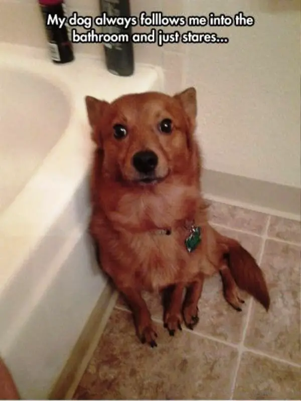 a dog sitting on the floor next to the bathtub while staring photo with a text 