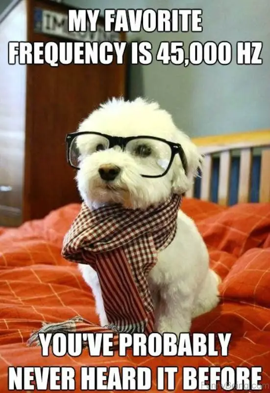 photo of a small white dog wearing a scarf around its neck and a sunglasses while sitting on the bed with a text 
