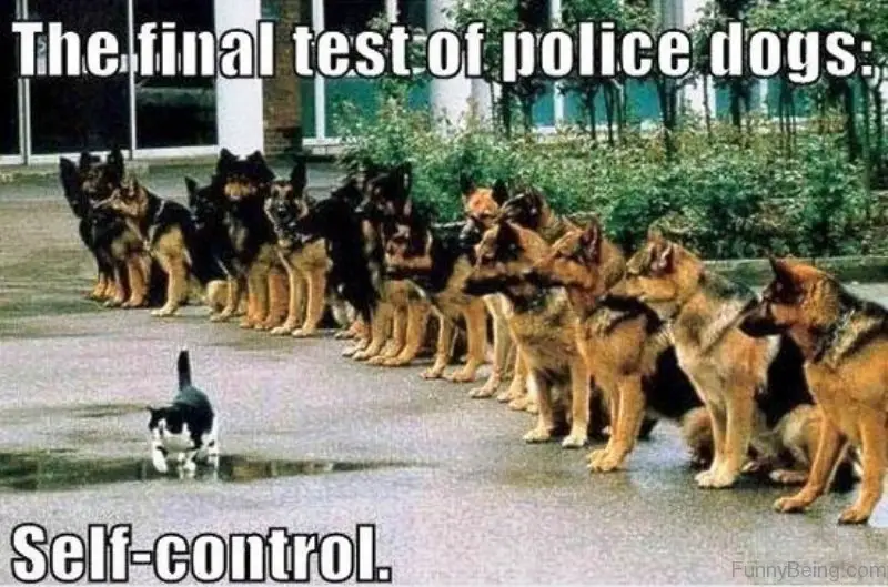 aligned German Shepherd staring at the cat walking in front of them photo with text -The final test of Police dogs: Self- Control.