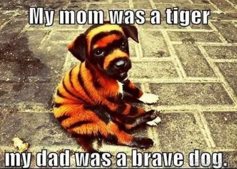 Puppy with tiger color sitting on the pavement photo with a text 