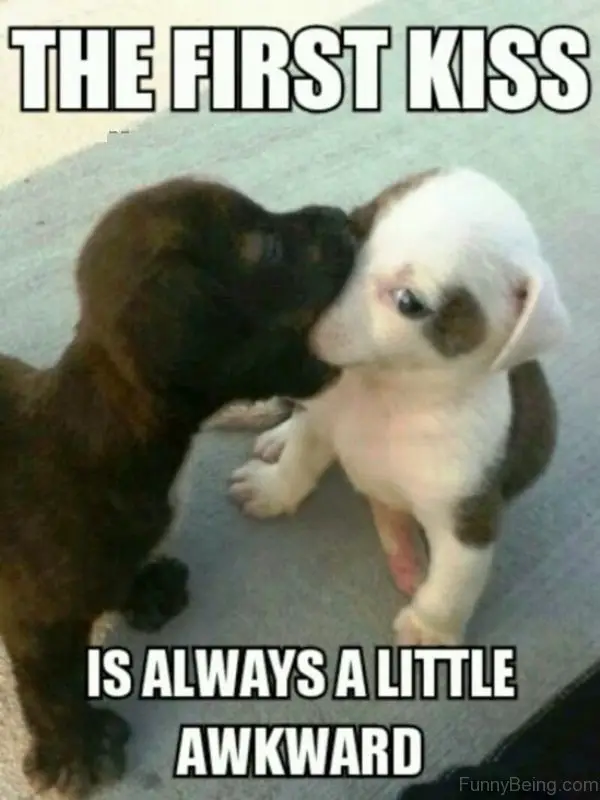 a brown puppy eating the face of a white with brown spots puppy photo with text - The first kiss is always a little awkward