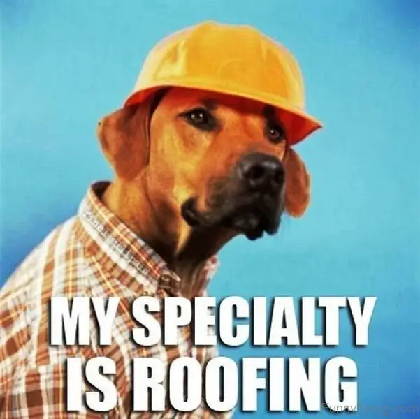 a dog wearing a checkered polo and a safety hat in a blue background photo with a text 