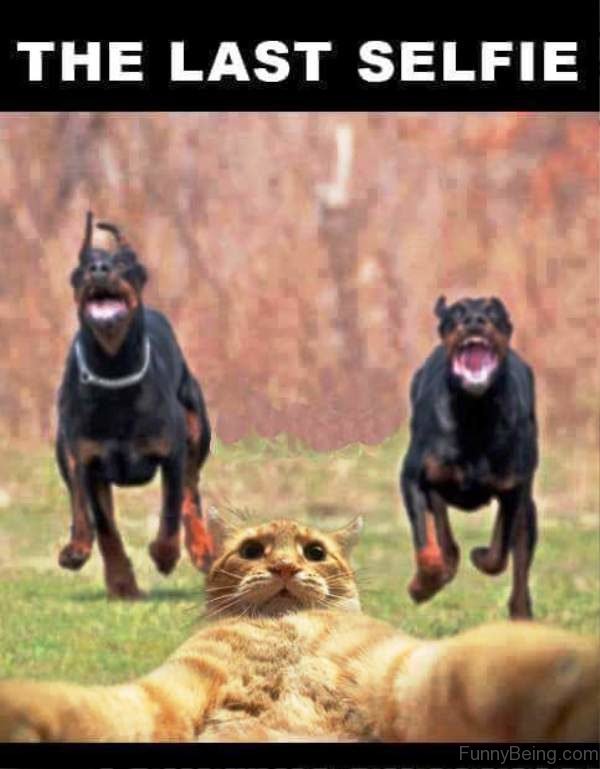 a cat taking a selfie with its scared face and two Dobermans running behind him photo with caption - The last selfie.