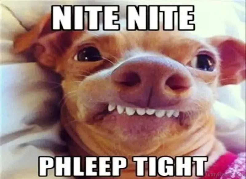 chihuahua dog lying on the bed while smiling and showing only its upper teeth photo with a text 