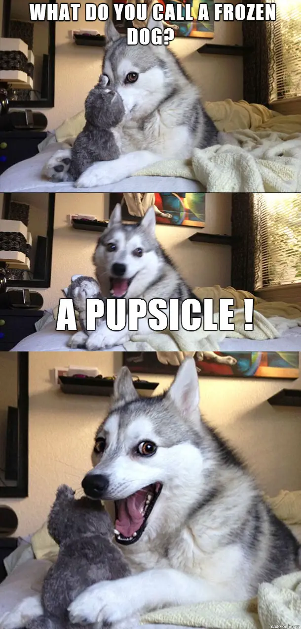 A husky lying on the bed collage photos with text - What do you call a frozen dog? A pupsicle!