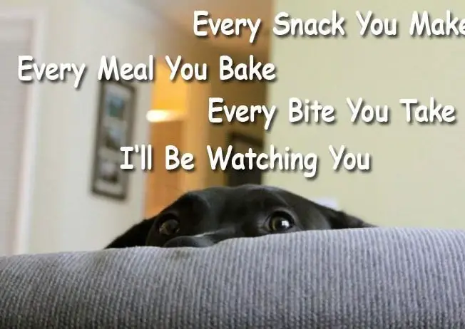A labrador peeking while lying on the bed photo with text - Every snack you make every meal you bake every bite you take I'll be watching you