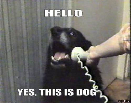 A black dog talking to the photo photo with text - Hello. Yes this is dog