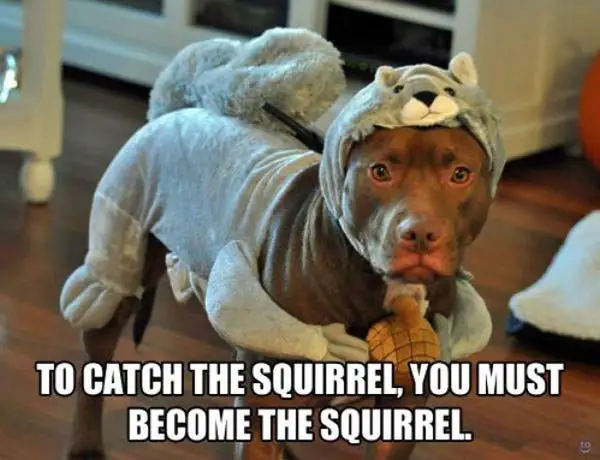 A pitbull standing on the floor in its squirrel costume photo with text - To catch a squirrel, you must become the squirrel