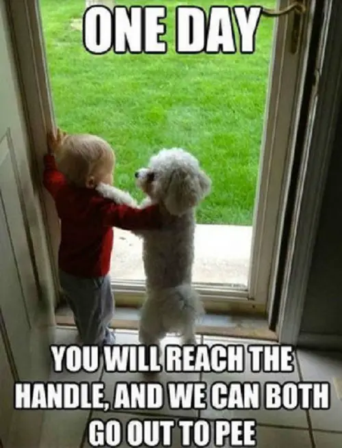A white poodle standing up behind the glass door with a kid while their arms are on each others shoulders photo with text - One day you will reach the handle, and we can both go out to pee