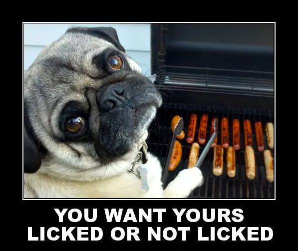 A pug grilling hotdogs while looking back photo with caption - You want yours licked or not licked