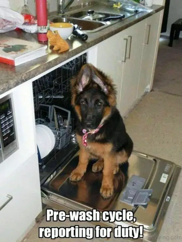 German Shepherd puppy sitting on top of the dishwasher cover in the kitchen photo with a text 