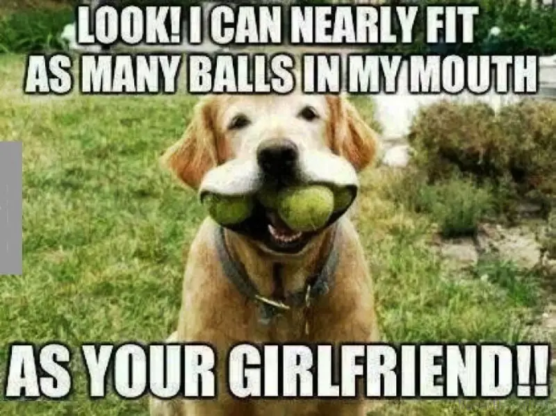 photo with a golden retriever with three balls in its mouth while sitting on the grass with text 