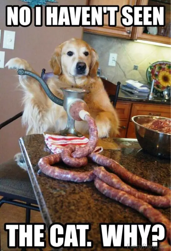 Golden Retriever sitting across the table with its paws on the meet grinder machine photo with a text 