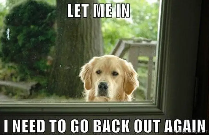 photo of a golden retriever peeking from the grass window with a text 