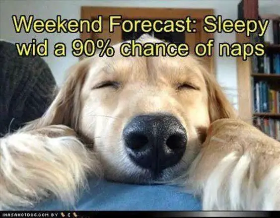 A Golden Retriever sleeping on the bed photo with text - weekend forecast: Sleepy wid a 90% chance of naps
