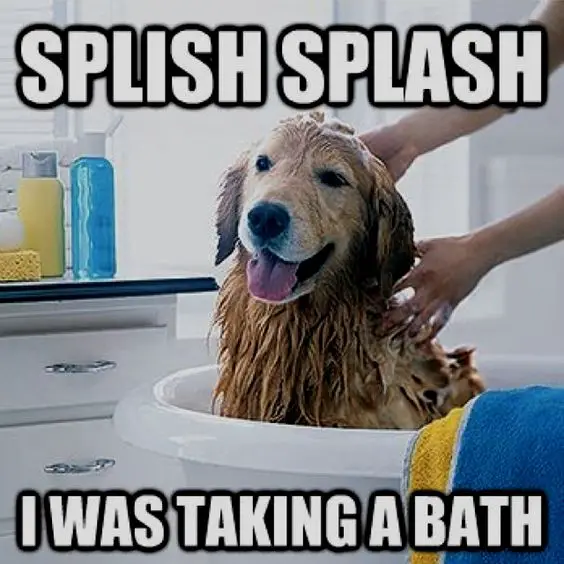 a Golden Retriever sitting in the bath tub while being washed photo with text - Splish splash I was taking a bath