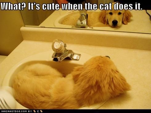 A Golden Retriever puppy lying in the sink photo with text - What? It's cute when cat does it.