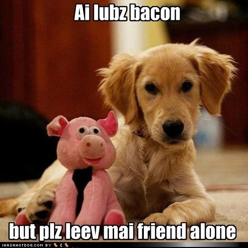 A Golden Retriever puppy lying on the floor with its pink pig stuffed toy photo with text - Ai lubz bacon but plz leev mai friend alone.