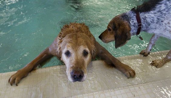 A Golden Retriever on the edge of the pool trying to go up