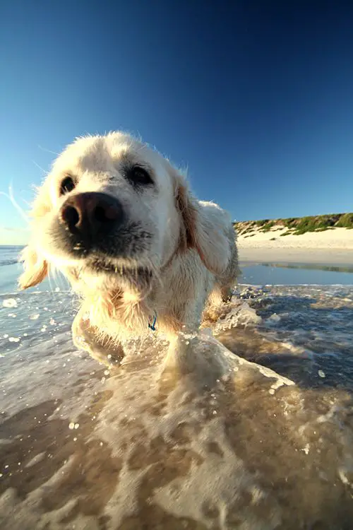 A white Golden Retriever running in the water at the beach