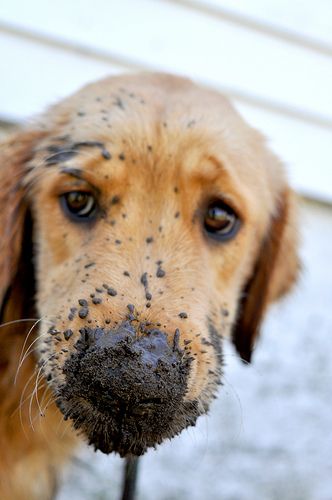 A Golden Retriever with mud in its mouth
