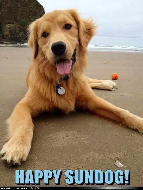 A Golden Retriever lying at the beach with its tongue out photo with text - Happy Sundog!