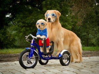 A Golden Retriever in the yard standing behind a puppy standing up in a bike
