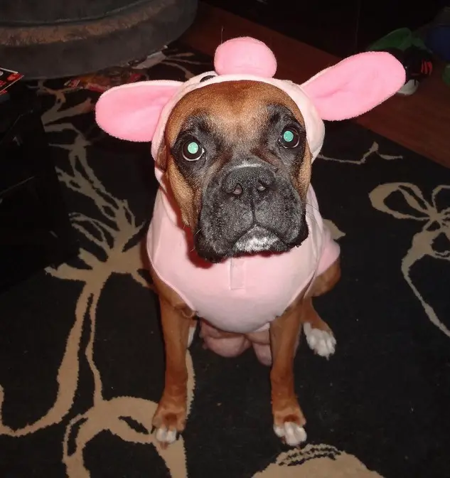 Boxer Dog sitting on the carpet while wearing a pig outfit